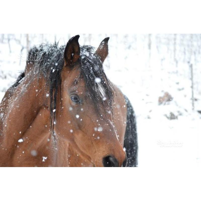 Cavallo arabo egiziano