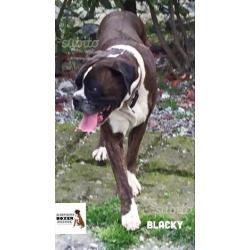 Boxer in adozione blacky