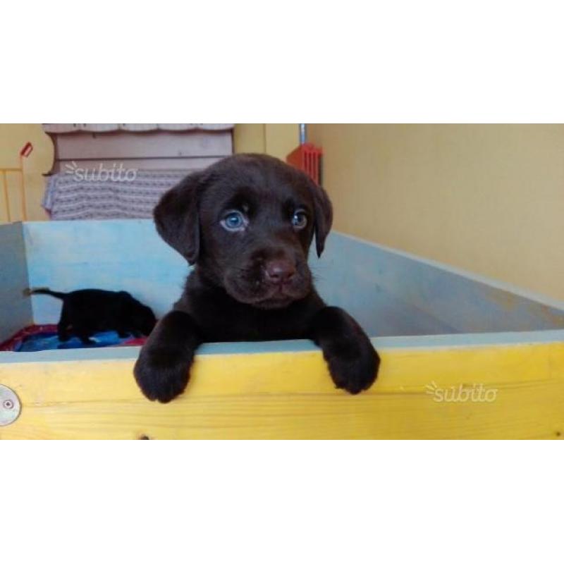 Cuccioli labrador