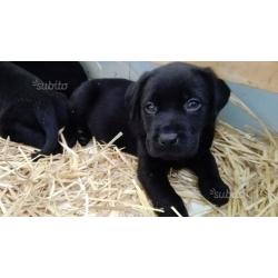 Cuccioli labrador