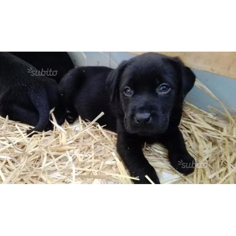 Cuccioli labrador