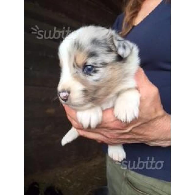 Australian Shepherd