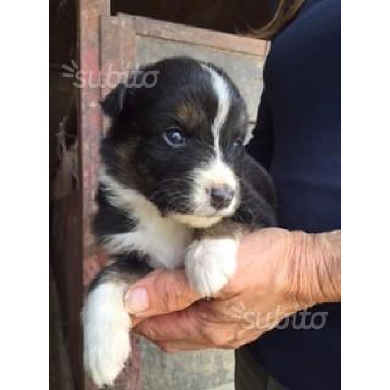 Australian Shepherd