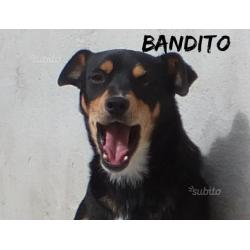 Bandito meno di 15 kg giovane e bello