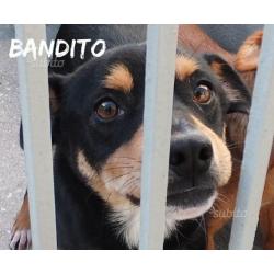 Bandito meno di 15 kg giovane e bello