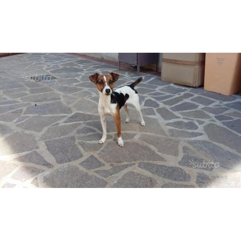 Jack russel beagle