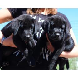 Cuccioli labrador