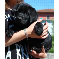 Cuccioli labrador