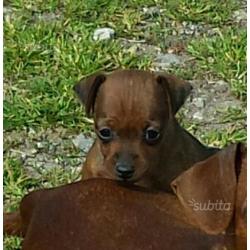 Cucciola femmina pinscher nano