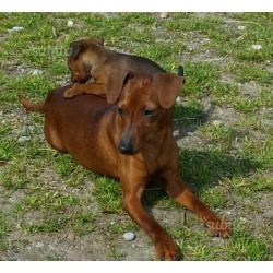 Cucciola femmina pinscher nano