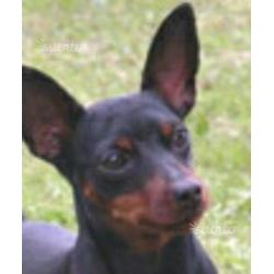 Cucciola femmina pinscher nano