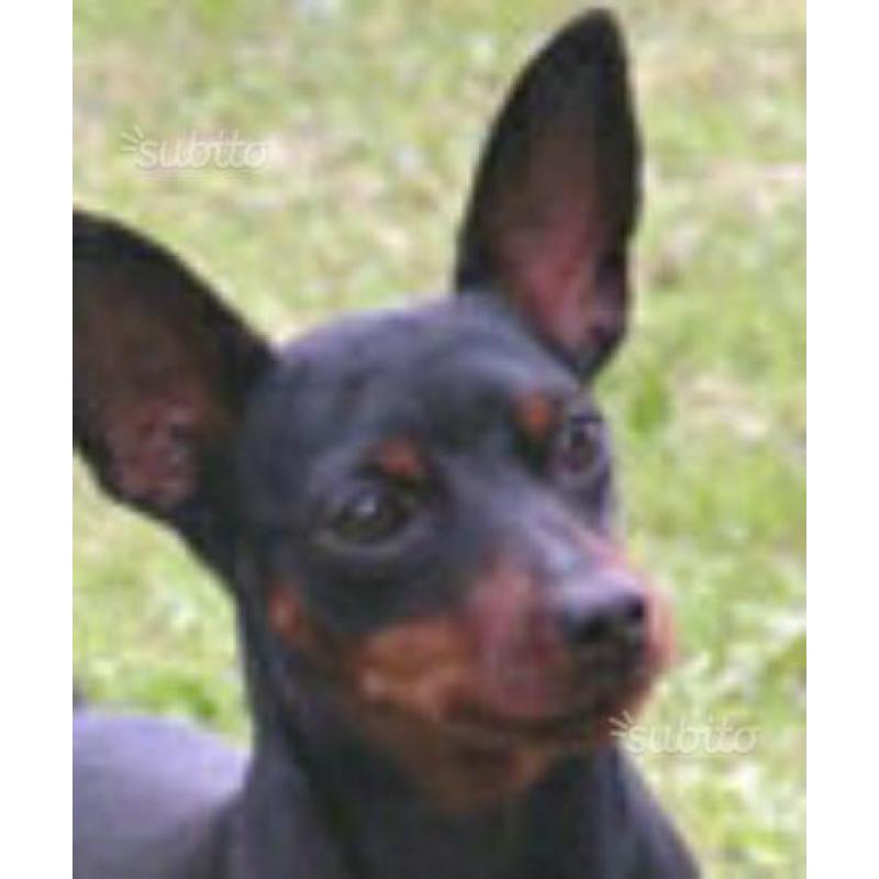 Cucciola femmina pinscher nano