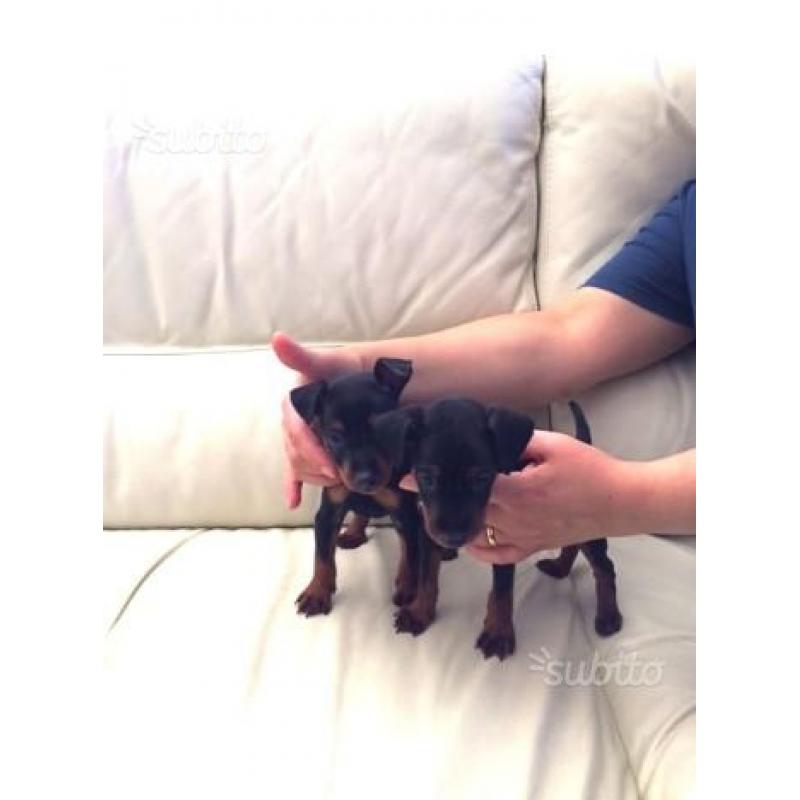 Pinscher toy