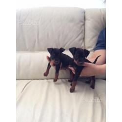 Pinscher toy