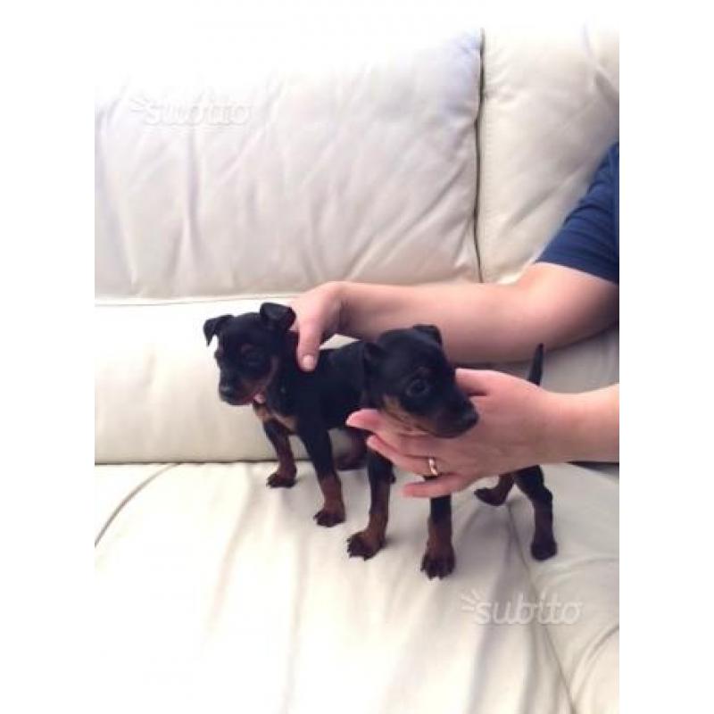 Pinscher toy