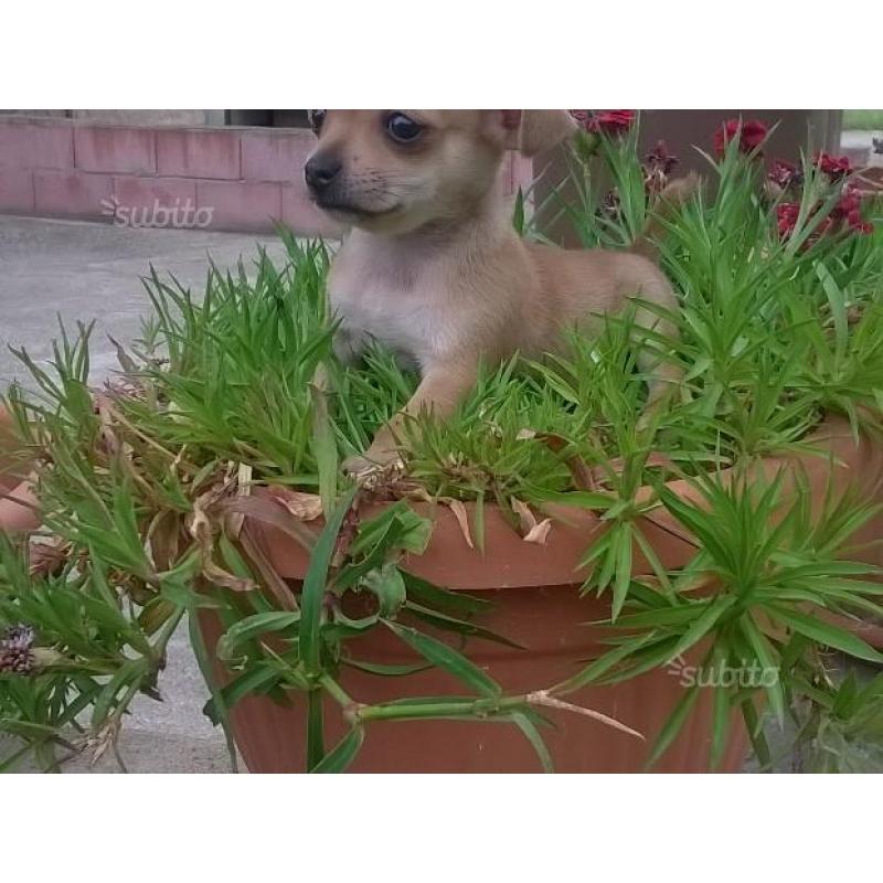 Chihuahua