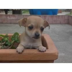 Chihuahua