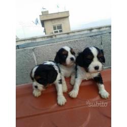 Cavalier king