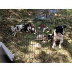 Cuccioli Border Collie