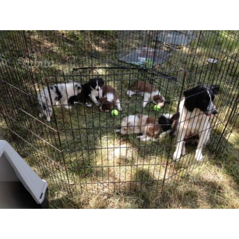 Cuccioli Border Collie