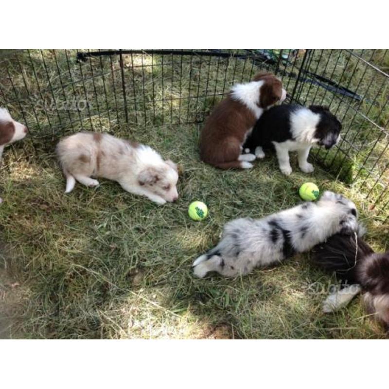 Cuccioli Border Collie