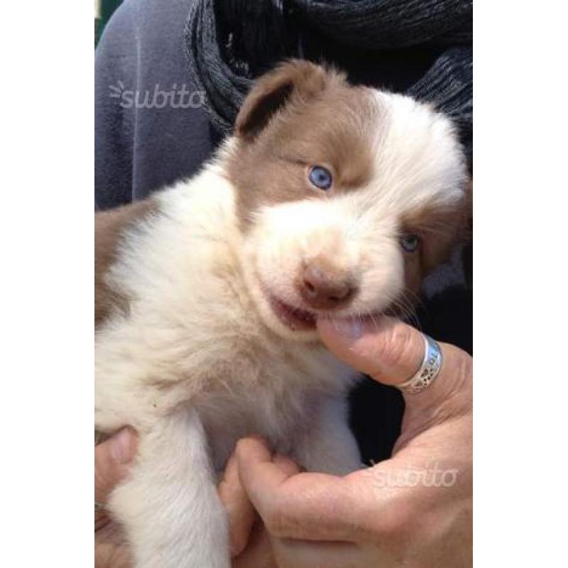 Cuccioli Border Collie