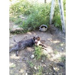 Lagotto Romagnolo