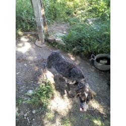 Lagotto Romagnolo