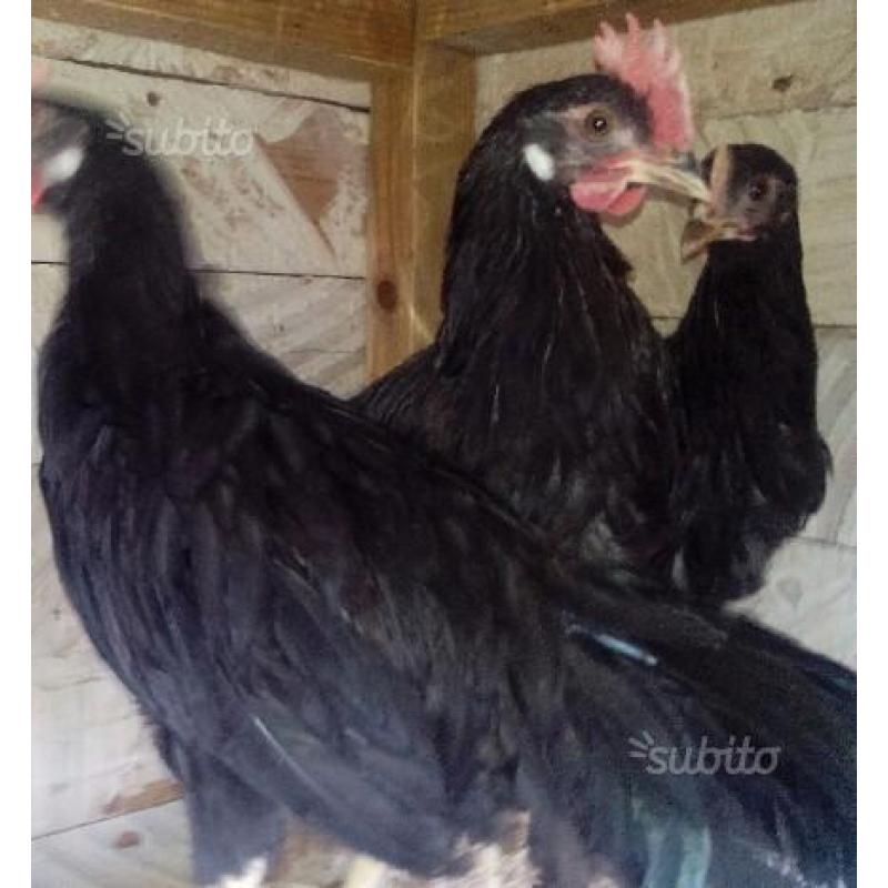 Marans nera ramata e livorno nera