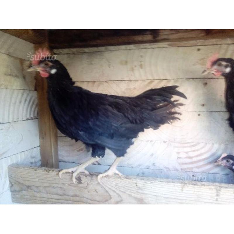 Marans nera ramata e livorno nera