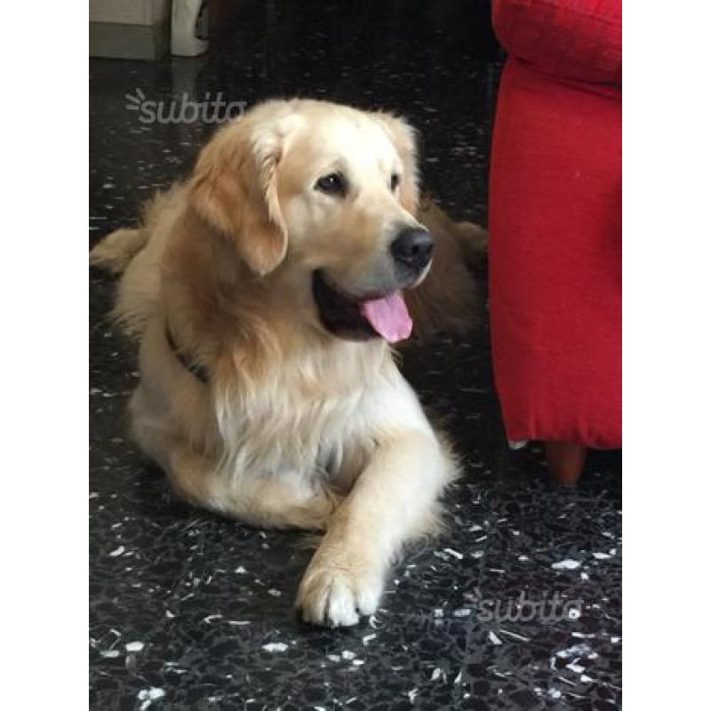 Cucciolo golden retriver