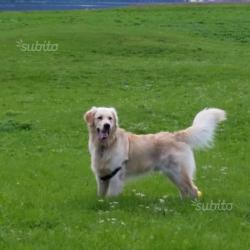 Cucciolo golden retriver