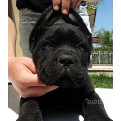 Cane corso