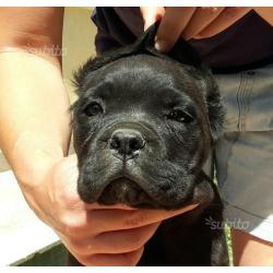 Cane corso