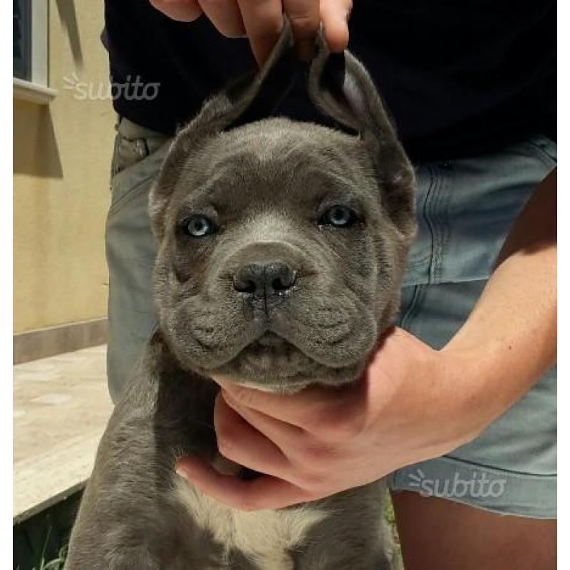 Cane corso