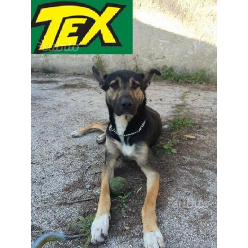 Tex meticcio coccolone in adozione