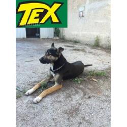 Tex meticcio coccolone in adozione