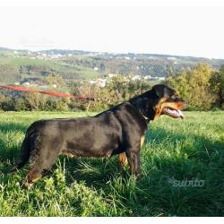 Rottweiler cucciolona