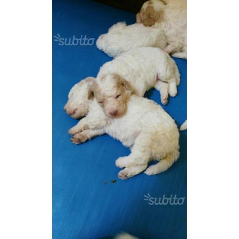 Cuccioli da tartufo lagotto romagnolo