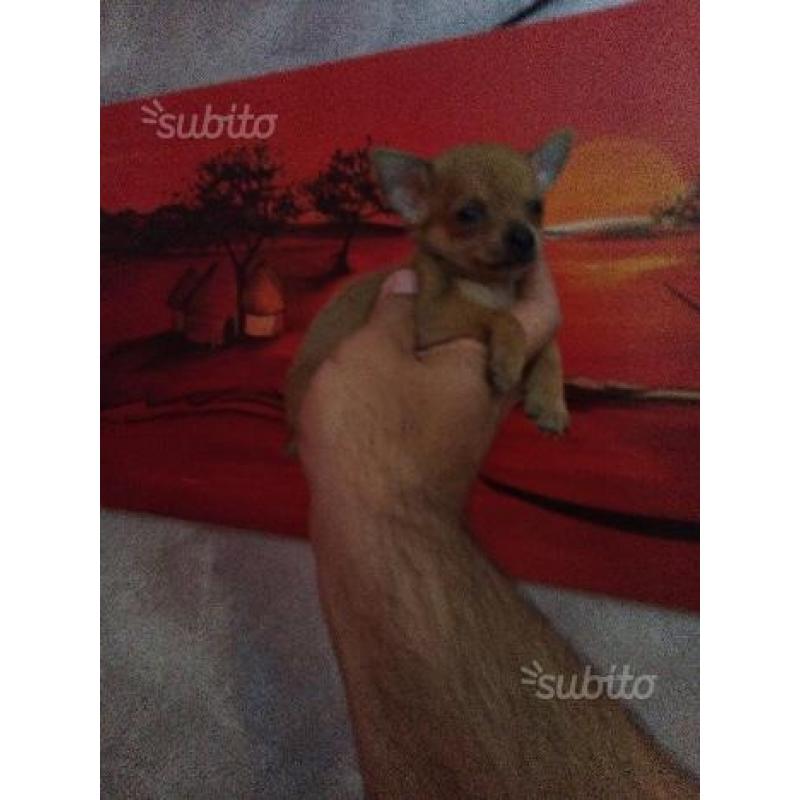 Chihuahua Mini Toy