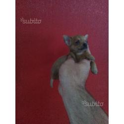 Chihuahua Mini Toy