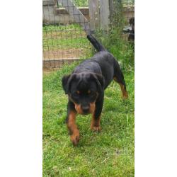 Cucciola di Rottweiler con prestigioso pedigree