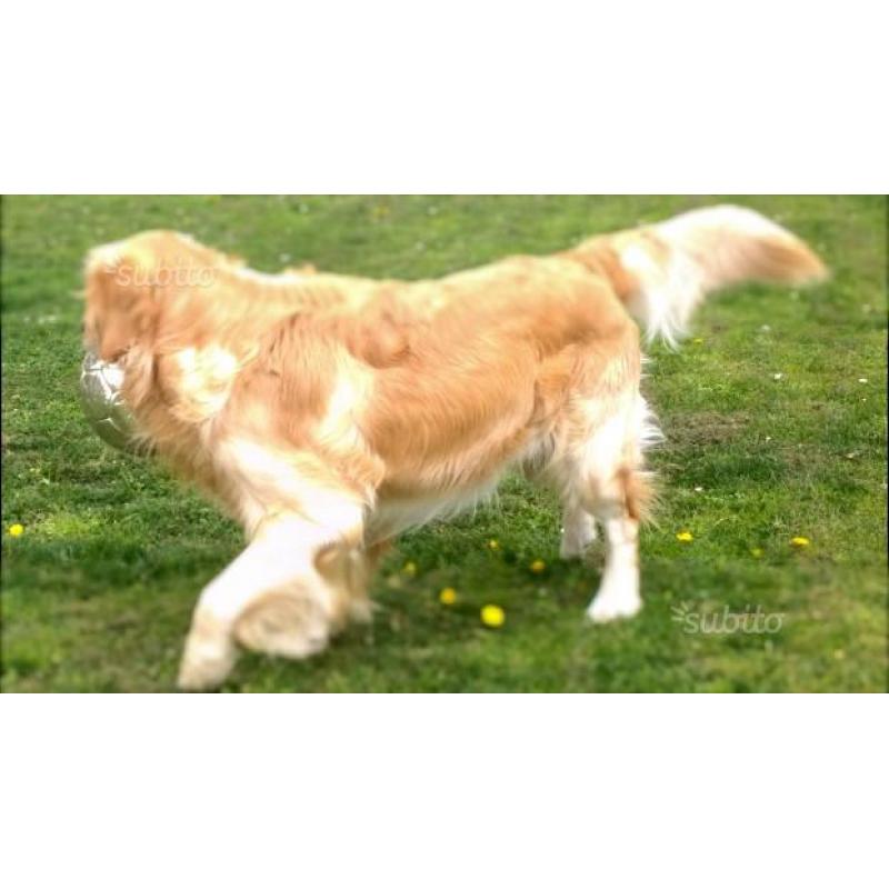 Golden retriever maschio