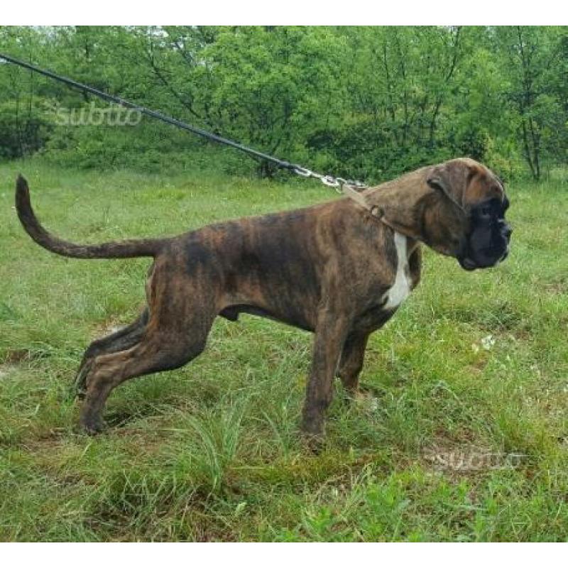 Cane boxer