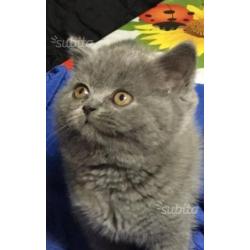 British shorthair