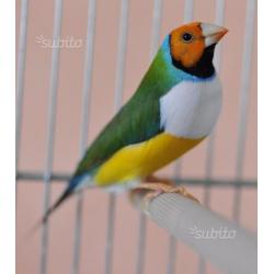 Coppia diamante di gould 2016