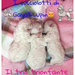 Cuccioli di bichon frisee