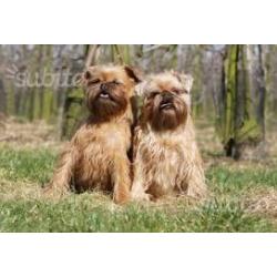 Cuccioli di piccolo brabantino e griffoncino belg