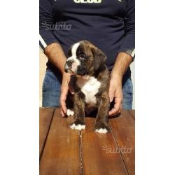 Cuccioli di Boxer con pedigree