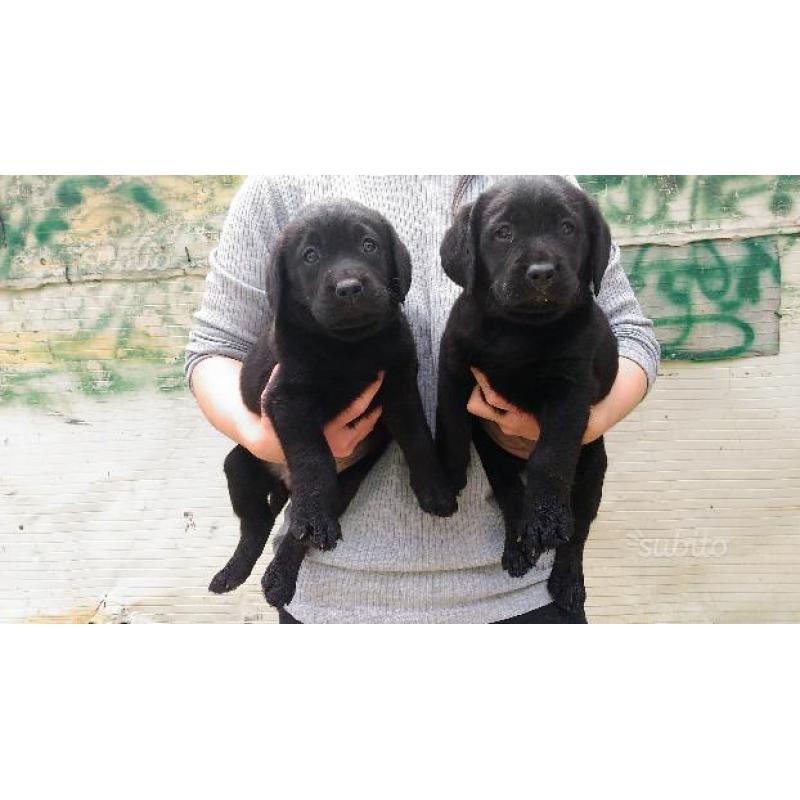 Cuccioli labrador nero con pedigree